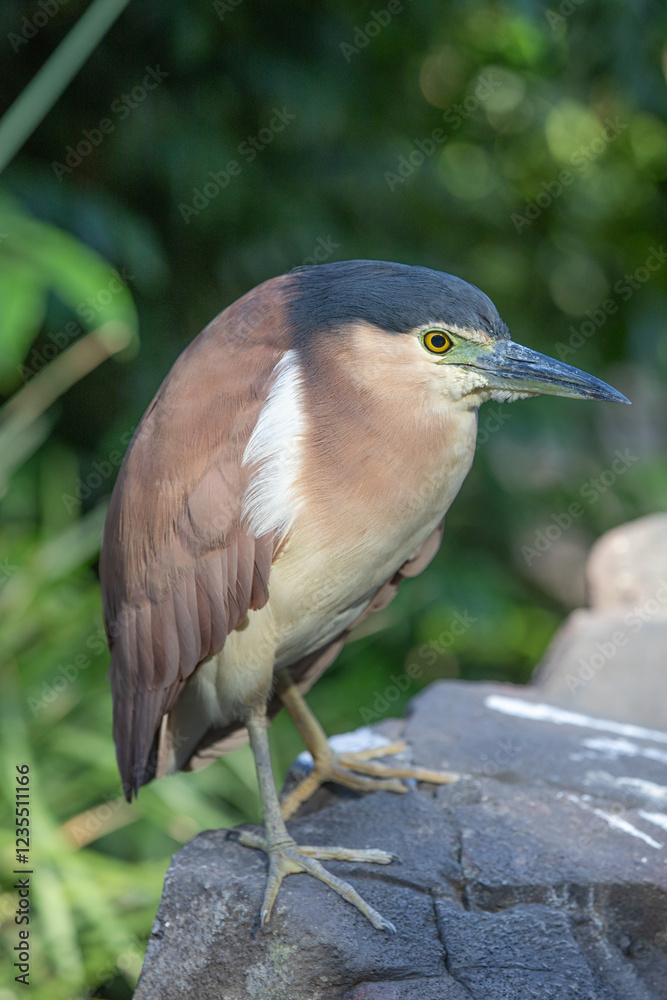 Fototapeta premium Refuous Night Heron perched on a rock