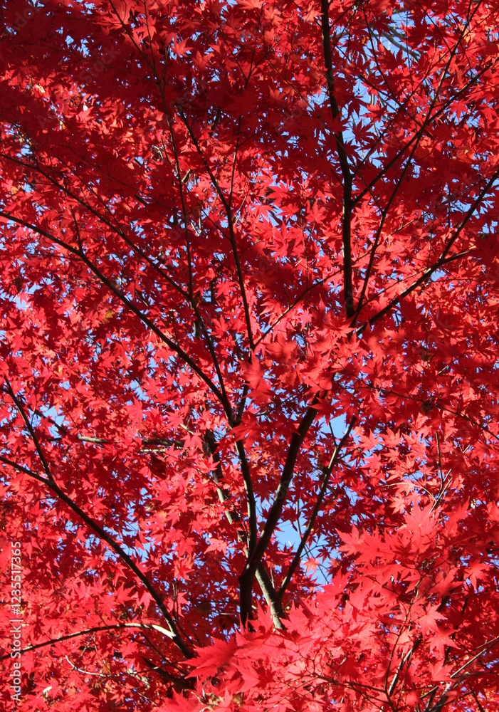 Beautiful red leaves of Acer Palmatum, Japanese Maple tree in autumn. Trees with bright foliage in fall. Colorful foliage against the blue sky background. Beautiful red leaves of Acer Palmatum, Japanese Maple tree in autumn. Trees with bright foliage in fall. Colorful foliage against the blue sky background.