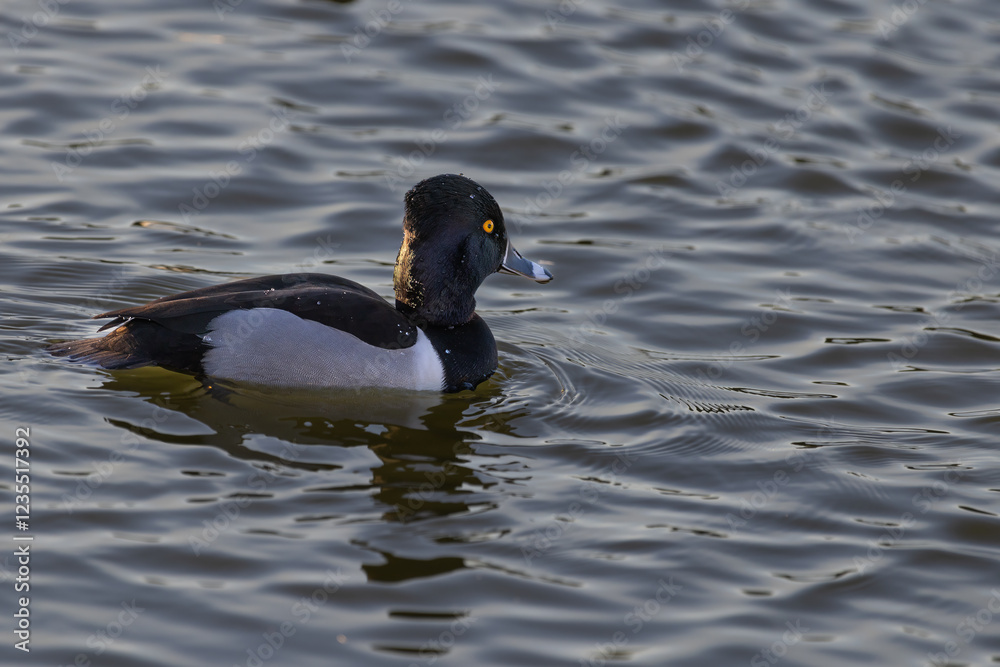 ring-necked duck ring-necked duck
