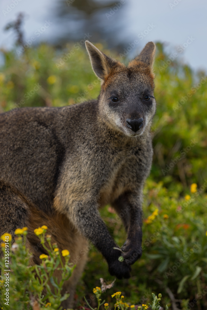 Australian Black Swamp Wallaby feeding on yellow flowered vegetation on the Victorian southern coast. Australian Black Swamp Wallaby feeding on yellow flowered vegetation on the Victorian southern coast.