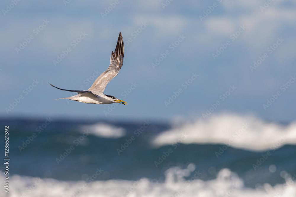 Obraz premium Crested Tern returning for feeding grounds with a small bait fish in its beak with the ocean and surf in the background