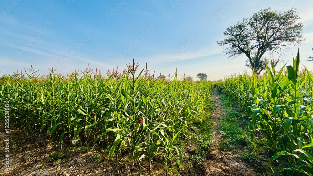 Obraz premium green grass and blue sky