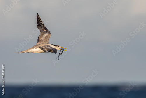 Crested Tern returning for feeding grounds at sea with a small bait fish in its beak