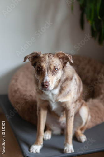 Wallpaper Mural Cute brown fluffy Australian Shepherd with bed and pillow in the living room Torontodigital.ca