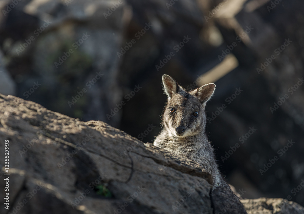 Australian Brushtail Rock Wallaby looking at the veiwer from behind a rock platform at Policeman's Knob in Central Queensland Australian Brushtail Rock Wallaby looking at the veiwer from behind a rock platform at Policeman's Knob in Central Queensland