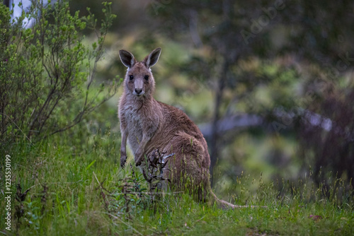 Full length portrait of an Australian Eastern Gray Kangaroo looking in the direction of the viewer
