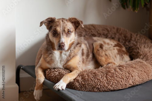 Wallpaper Mural Cute brown fluffy Australian Shepherd with bed and pillow in the living room Torontodigital.ca