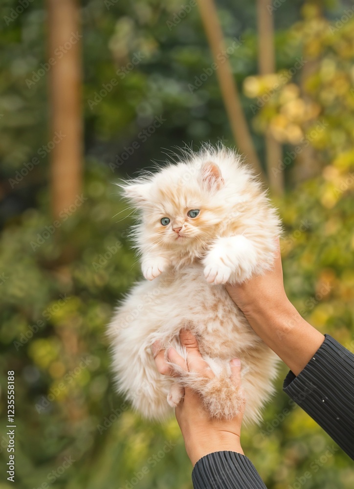 fluffy kitten in the hand. beautiful Persian kitten furry kitten full fluffy fluffy kitten in the hand. beautiful Persian kitten furry kitten full fluffy