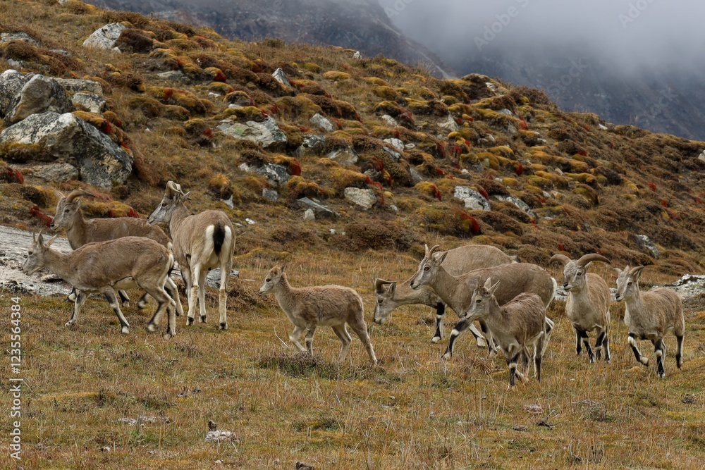 A herd of Himalayan blue sheep (bharal) grazes in the rugged terrain near Kanchenjunga Base Camp (KBC) North, Nepal, showcasing the breathtaking wildlife and alpine landscape of the Nepalese Himalayas A herd of Himalayan blue sheep (bharal) grazes in the rugged terrain near Kanchenjunga Base Camp (KBC) North, Nepal, showcasing the breathtaking wildlife and alpine landscape of the Nepalese Himalayas