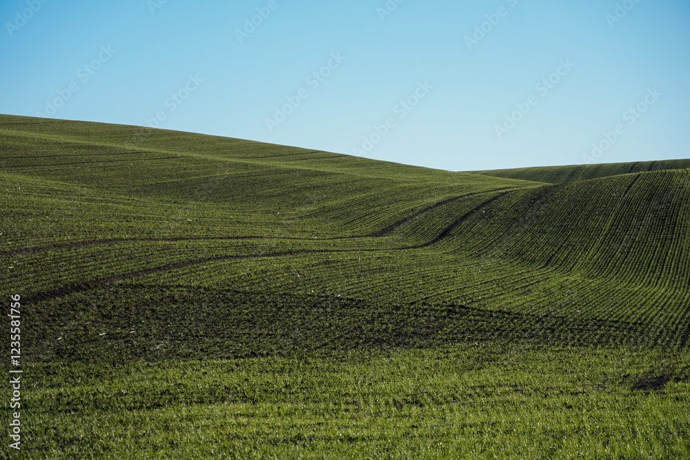 Endless golden wheat field swaying under a clear blue sky Endless golden wheat field swaying under a clear blue sky