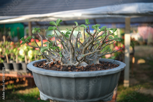 Adenium in pot, is a beautiful Adenium that is suitable for decoration in Thailand.