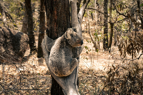 Canvas Print Koala in Eucalyptus Forest