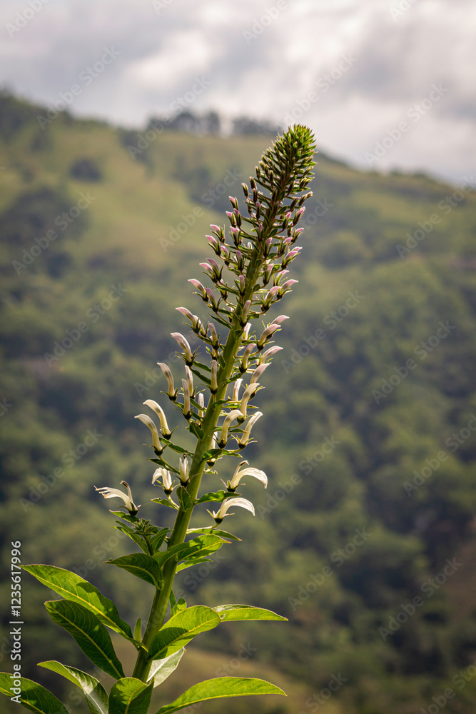 A small wild flower that grows on rocks in the mountains. A small wild flower that grows on rocks in the mountains.