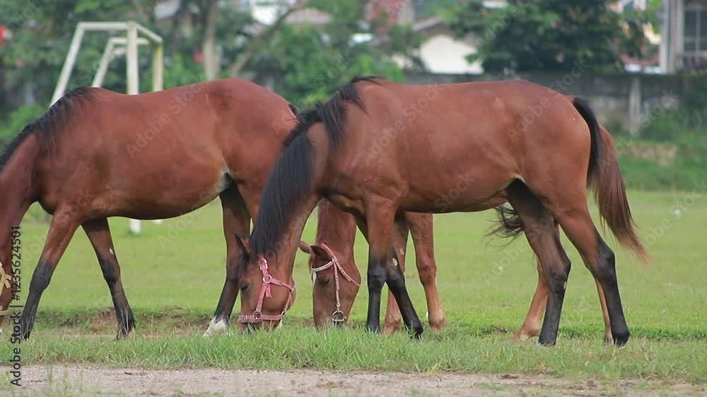 horses in the meadow