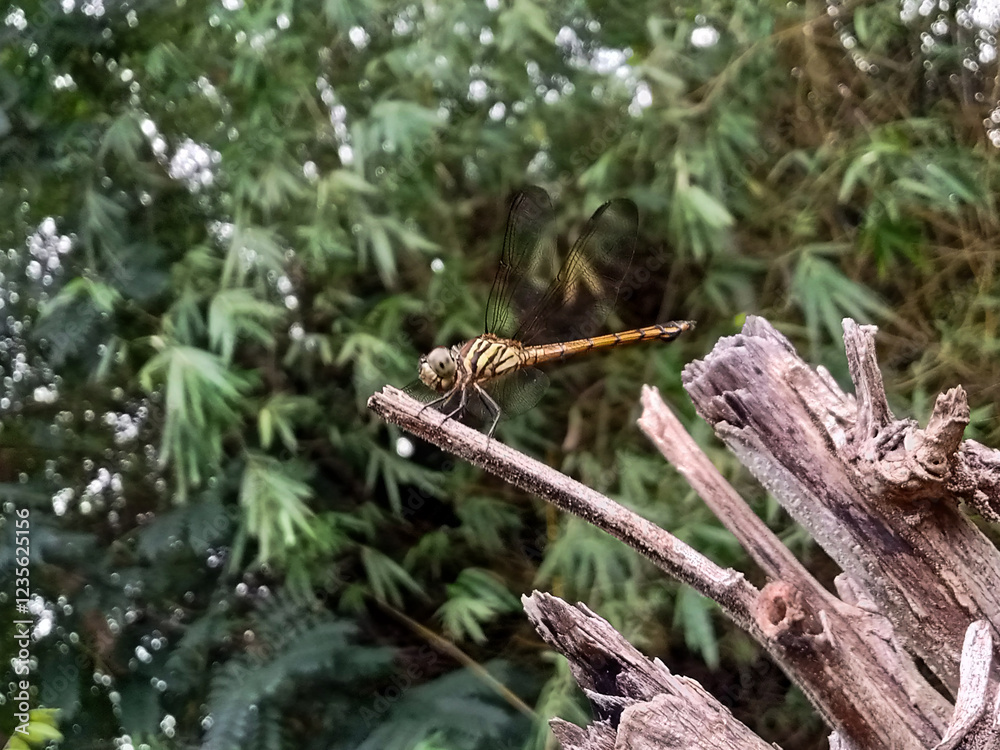 Close-up photo of a dragonfly perched on a dry branch, with another insect prey caught between its legs. The dragonfly is clearly visible with sharp wing and body details. The green background of the Close-up photo of a dragonfly perched on a dry branch, with another insect prey caught between its legs. The dragonfly is clearly visible with sharp wing and body details. The green background of the