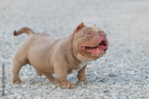 American bully standing and looking on stone ground.