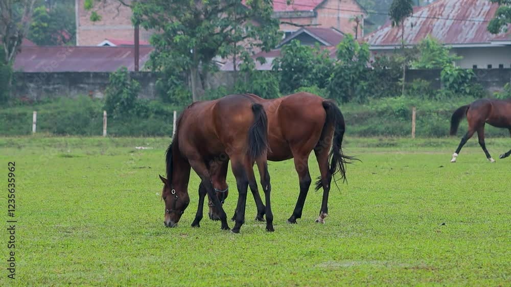 horses grazing in a meadow, horse eating grass horses grazing in a meadow, horse eating grass