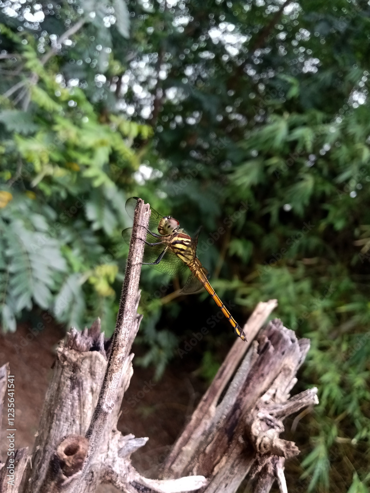 A close-up of a bright orange dragonfly perched on a piece of dead wood. This dragonfly has sharp detail, with beautiful transparent wings and large, protruding eyes. A close-up of a bright orange dragonfly perched on a piece of dead wood. This dragonfly has sharp detail, with beautiful transparent wings and large, protruding eyes.
