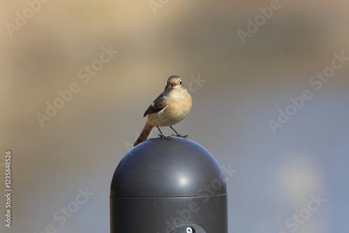ジョウビタキの右正面向き