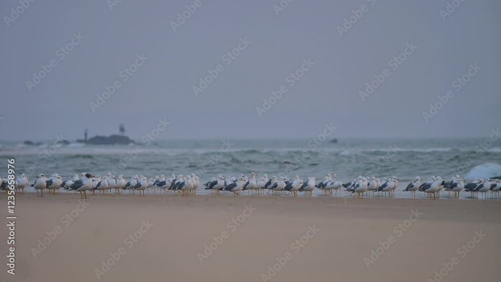 Seagull Colony on Misty Shoreline at Dusk with Distant Lighthouse Seagull Colony on Misty Shoreline at Dusk with Distant Lighthouse
