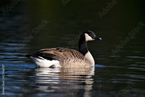 Kanadagans // Canada goose (Branta canadensis)  photo