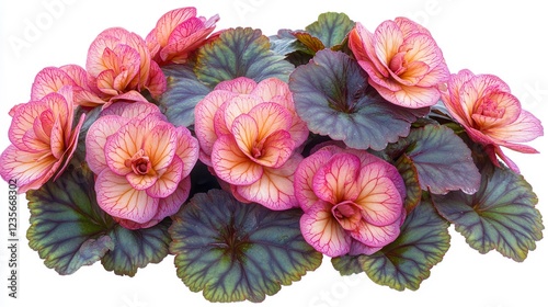 Wallpaper Mural Beautiful Begonia Rex-Cultorum With Colorful Flowers and Patterned Leaves Captured From Above. Generative AI Torontodigital.ca