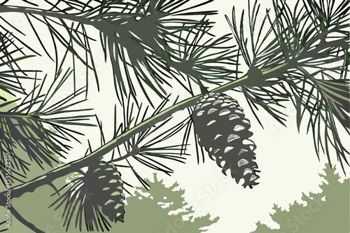 A close-up photograph of a pine tree branch, with several pine cones scattered among the needles. The needles are dark green and have a glossy texture, while the pine cones are brown and have a rough 