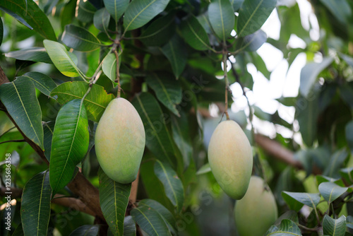 Fresh of unripe green mango fruit on the mango tree. Natural and organic high vitamin fruit from nature. Mangifera Indica L. mango fruit photo