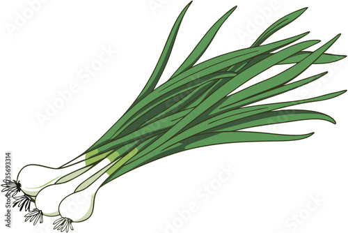 Photo of a bunch of green onions on a white background, taken from above, showing the entire bunch, the onions are green and white with long, thin, green leaves and white bulbs at the bottom, the ligh