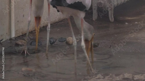Real Footage of Crane Hunting Mudfish in Its Natural Habitat photo