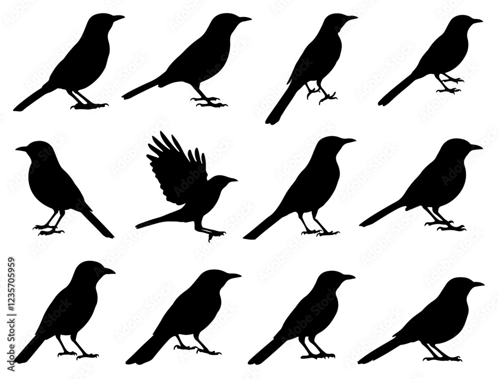 Fototapeta premium MOCKINGBIRD SILHOUETTE ON WHITE BACKGROUND