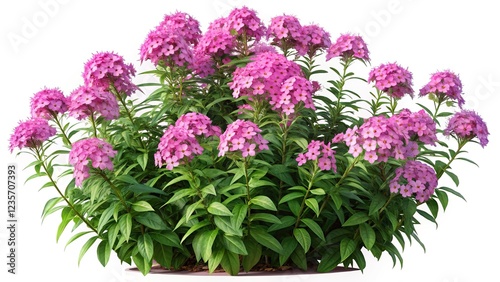 Wallpaper Mural Architectural photo:  Phlox paniculata creeper, beautifully rendered in 3D. Torontodigital.ca