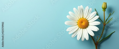 White Daisy Against Calming Blue Background for Copy Space and Design Inspiration photo