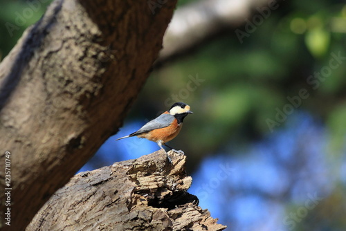 ヤマガラ周りを見渡す