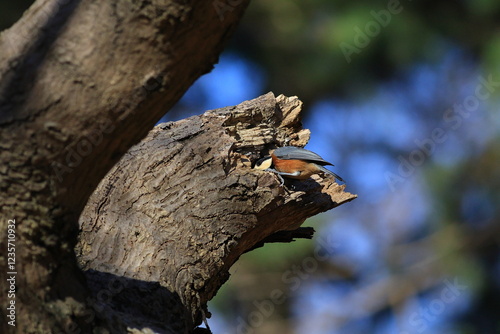 ヤマガラ餌を探す