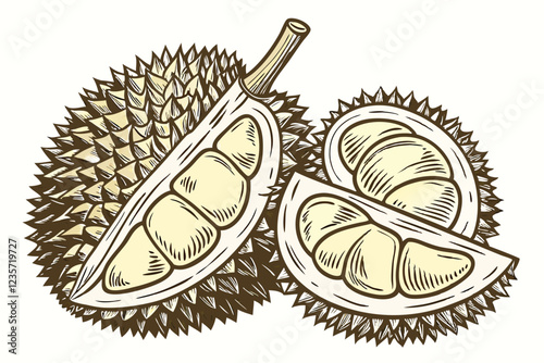 Botanical illustration, durian fruit, multiple angles, cross-section, spiky exterior, creamy flesh, realistic details, high resolution, isolated on white background, scientific accuracy, vintage botan