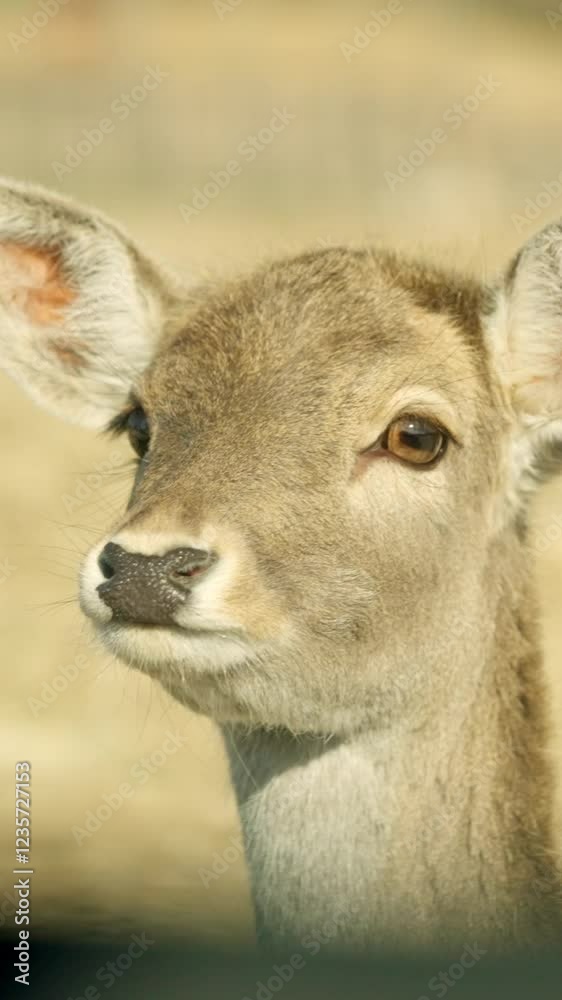 Young fawn deer looking up with large ears in nature preserve Young fawn deer looking up with large ears in nature preserve