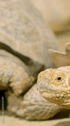 Two african spurred tortoises crawling on sand in close up