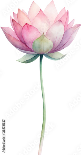 Pastel Pink Watercolor painting illustration Lotus no background png 