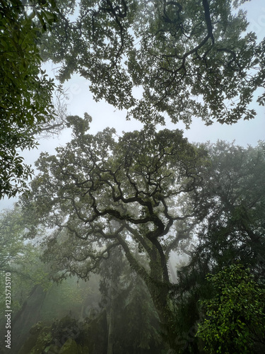 Trees in the forest in Portugal