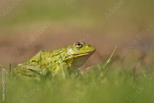 Marsh frog (Pelophylax ridibundus) in natural environment. Bulgaria