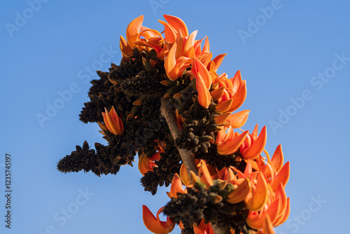 Palash, or Flame of the Forest (Butea monosperma) is a vibrant tree native to India, and Southeast Asia. Known for orange-red flowers used in Holi, it has medicinal properties photo