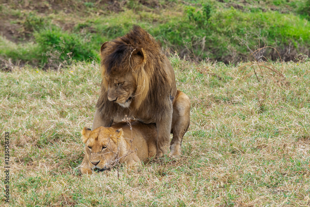 Naklejka premium Lions copulating in Tanzania, Africa