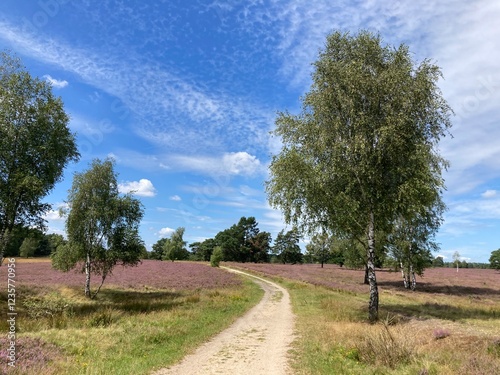 Zauberhafte Landschaft in der Lüneburger Heide bei Schneverdingen mit Weg / Heidschnuckenweg im Sommer photo