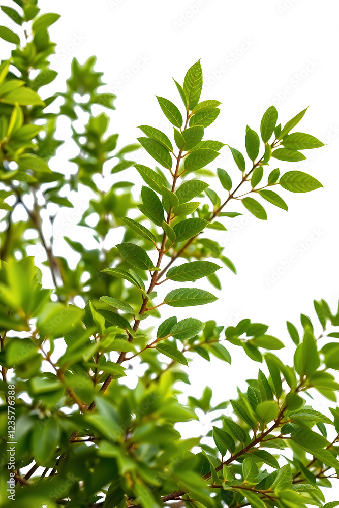 Tree on transparent background, realistic tree with green leaf bush stand alone isolate cut out with beautiful light in day time die cut png file for graphic design decorate resource Tree on transparent background, realistic tree with green leaf bush stand alone isolate cut out with beautiful light in day time die cut png file for graphic design decorate resource