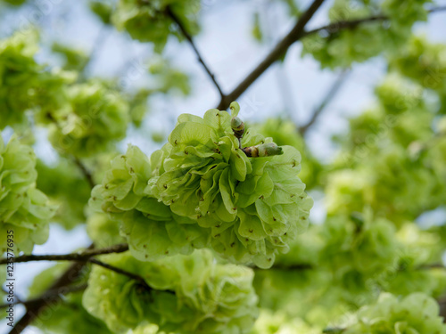 Branch of Field elm or smooth-leaved elm tree (Ulmus minor) bearing winged fruits, light red in the center and lime-green-yellow on the edge
