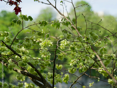 European field elm (Ulmus minor Mill.) Graceful tree with slender and arching branches covered with winged fruits surronded with some glossy and oval dark green leaves in late spring
 photo