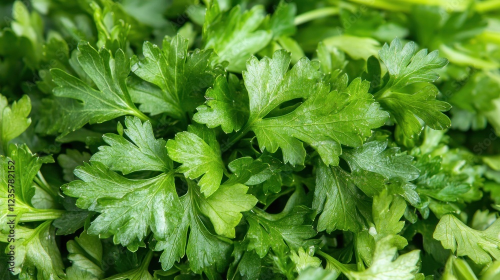 Fresh parsley close-up, vibrant green leaves, kitchen background, food photography Fresh parsley close-up, vibrant green leaves, kitchen background, food photography
