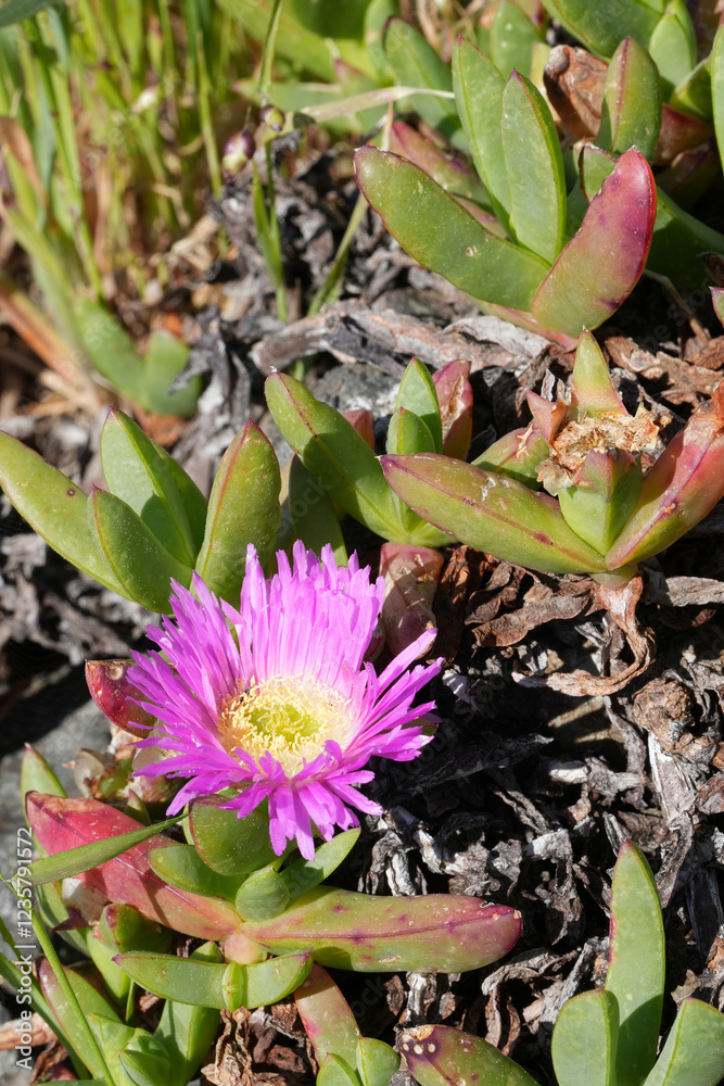 Closeup on the pink flowering invasive succulent Hottentot fig Carpobrotus acinaciformis at Crescent city coast Closeup on the pink flowering invasive succulent Hottentot fig Carpobrotus acinaciformis at Crescent city coast