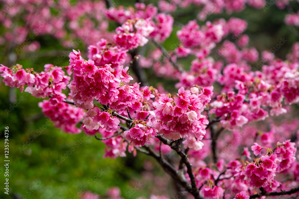 奄美大島の冬, 満開の寒緋桜 奄美大島の冬, 満開の寒緋桜